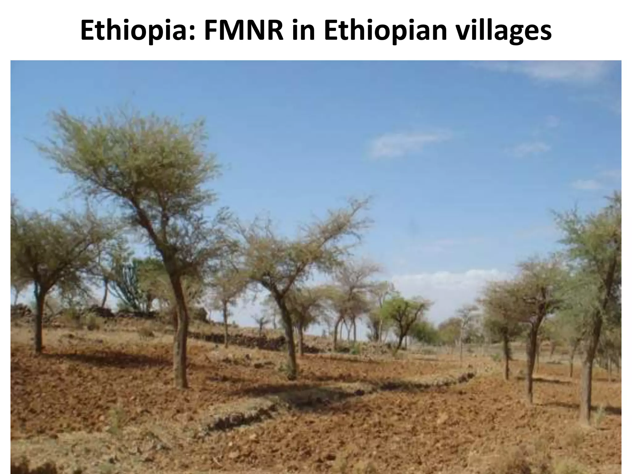 Ethiopia: FMNR in Ethiopian villages
 