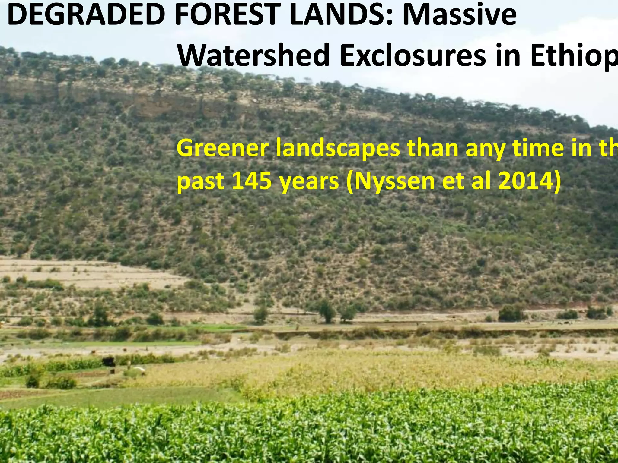 DEGRADED FOREST LANDS: Massive
Watershed Exclosures in Ethiop
Greener landscapes than any time in th
past 145 years (Nyssen et al 2014)
 