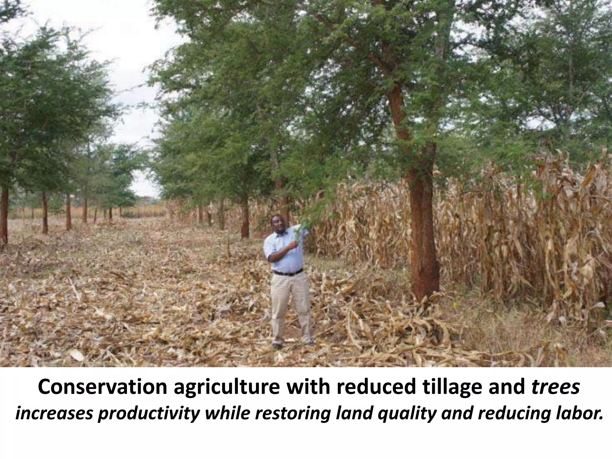 Conservation agriculture with reduced tillage and trees
increases productivity while restoring land quality and reducing labor.
 