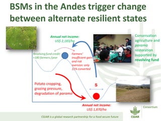 BSMs in the Andes trigger change
between alternate resilient states
S
Annual net income:
US$ 2,183/ha
Annual net income:
US$ 1,870/ha
Conservation
agriculture and
paramo
restoration
supported by
revolving fund
Farmers‘
insufficient gain
and risk
aversion: only
11% converted
Revolving fund credit:
+180 farmers /year
Potato cropping,
grazing pressure,
degradation of paramo
 