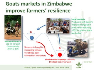 Goats markets in Zimbabwe
improve farmers’ resilience
S
SRecurrent droughts,
increasing climate
variability, poor
connection to markets
Improved livestock:
US$ 50 per goat
Goat mortality
down to 10%
Rainfed maize cropping: US$16/ha
Livestock: US$10 per goat
Local markets
Producers self-esteem
Improved rangeland
production replacing
US$15 / goat of stock
feed value
 
