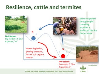 Breaking the trap: CGIAR experiences in resilience research