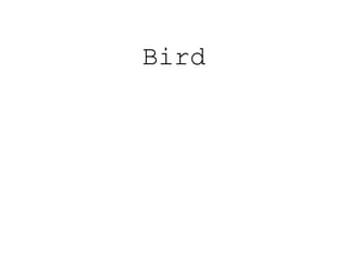 Bird
 