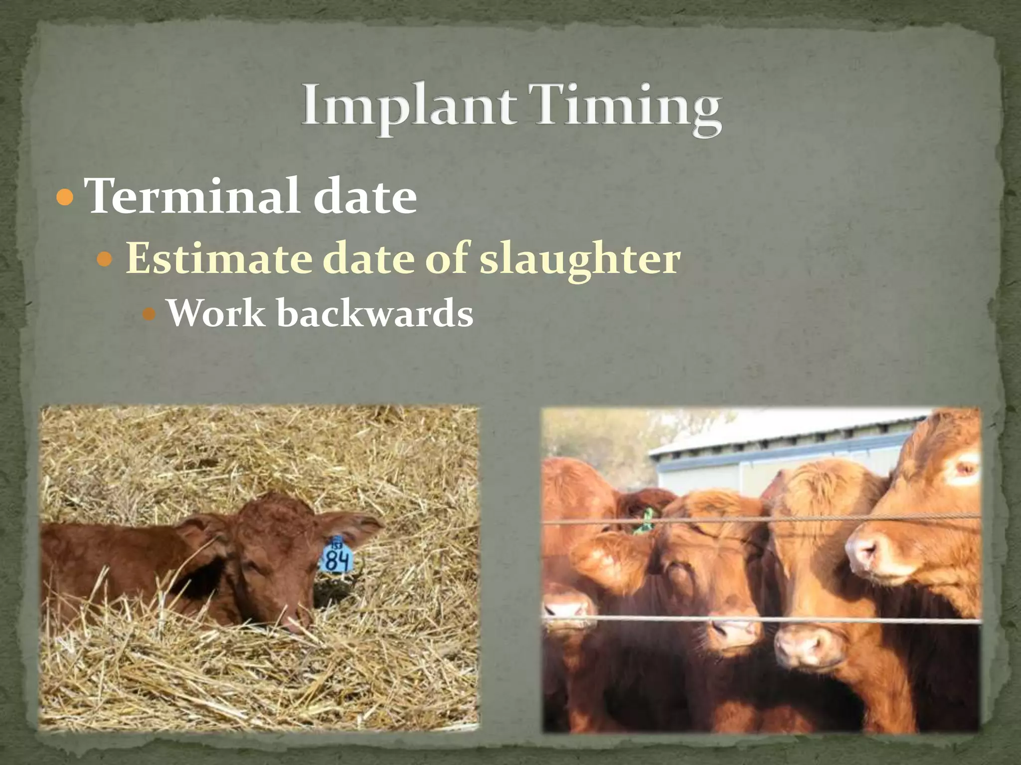 Implant TimingTerminal dateEstimate date of slaughterWork backwards
