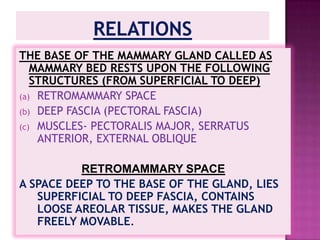 IT IS A MODIFIED SWEAT GLAND (APOCRINE TYPE).POSITIONLIES IN THE SUPERFICIAL  FASCIA OF THE PECTORAL REGIONBUT A SMALL EXTENSION KNOWN AS AXILLARY TAIL OF SPENCEPIERCESTHE AXILLARY FASCIA THROUGH A SMALL FORAMEN KNOWN FORAMEN OF LANGER AND LIES IN THE AXILLA
