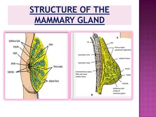 STRUCTURE3 COMPONENTS(A) FIBROUS TISSUE(B) GLANDULAR TISSUE(C) AREOLAR TISSUE