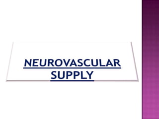 (A) FIBROUS TISSUESUPPORTS THE ENTIRE GLANDFORMS SEPTA (SUSPENSORY LIGAMENTS OF COOPER) WHICH ANCHORS THE GLAND TO THE OVERLYING SKIN AND TO THE UNDERLYING DEEP FASCIA (PECTORAL FASCIA) AND DIVIDES THE GLAND INTO 15-20 LOBES