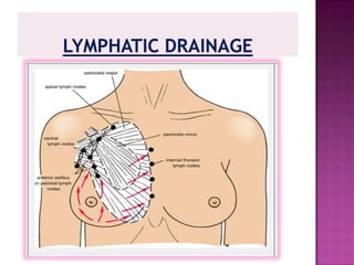 ARTERIAL SUPPLYBREAST IS HIGHLY VASCULAR ORGAN. SUPPLIED BY THE FOLLOWING SETS OF ARTERIES:AXILLARY ARTERY- LATERAL THORACIC BRANCH AND SUPERIOR THORACIC BRANCHINTERNAL THORACIC ARTERY- PERFORATING BRANCHPOSTERIOR INTERCOSTAL ARTERY (2ND , 3RD, 4TH )- LATERAL BRANCH.