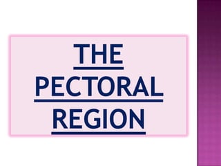 THE PECTORAL REGION