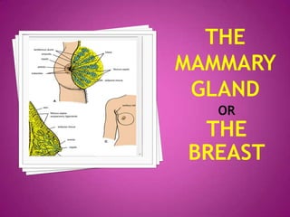 THE MAMMARY GLANDORTHE BREAST