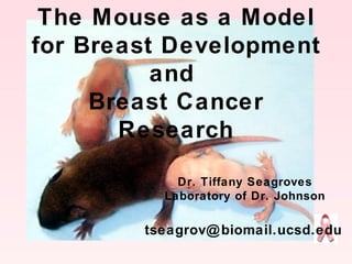 The Mouse as a Model
for Breast Development
          and
     Breast Cancer
       Research

            Dr. Tiffany Seagroves
          Laboratory of Dr. Johnson

        tseagrov@ biomail.ucsd.edu
 