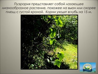Пуэрария представляет собой лазающее
лианообразное растение, похожее на вьюн или скорее
плющ с густой кроной. Корни уходят вглубь на 15 м.
 