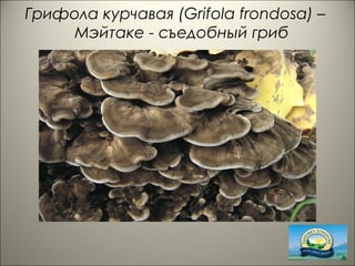Грифола курчавая (Grifola frondosa) –
Мэйтаке - съедобный гриб
 