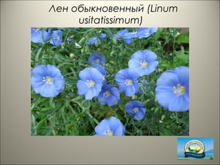 Лен обыкновенный (Linum
usitatissimum)
 
