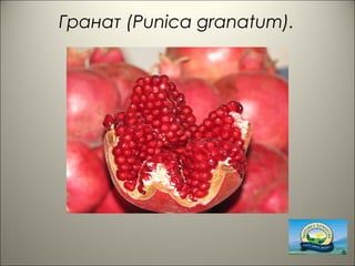 Гранат (Punica granatum).
 