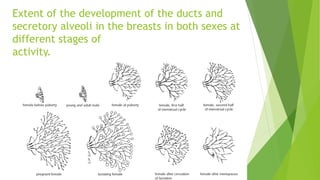 Extent of the development of the ducts and
secretory alveoli in the breasts in both sexes at
different stages of
activity.
 