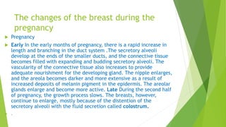 The changes of the breast during the
pregnancy
 Pregnancy
 Early In the early months of pregnancy, there is a rapid increase in
length and branching in the duct system .The secretory alveoli
develop at the ends of the smaller ducts, and the connective tissue
becomes filled with expanding and budding secretory alveoli. The
vascularity of the connective tissue also increases to provide
adequate nourishment for the developing gland. The nipple enlarges,
and the areola becomes darker and more extensive as a result of
increased deposits of melanin pigment in the epidermis. The areolar
glands enlarge and become more active. Late During the second half
of pregnancy, the growth process slows. The breasts, however,
continue to enlarge, mostly because of the distention of the
secretory alveoli with the fluid secretion called colostrum.
 .
 