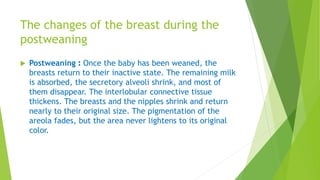 The changes of the breast during the
postweaning
 Postweaning : Once the baby has been weaned, the
breasts return to their inactive state. The remaining milk
is absorbed, the secretory alveoli shrink, and most of
them disappear. The interlobular connective tissue
thickens. The breasts and the nipples shrink and return
nearly to their original size. The pigmentation of the
areola fades, but the area never lightens to its original
color.
 
