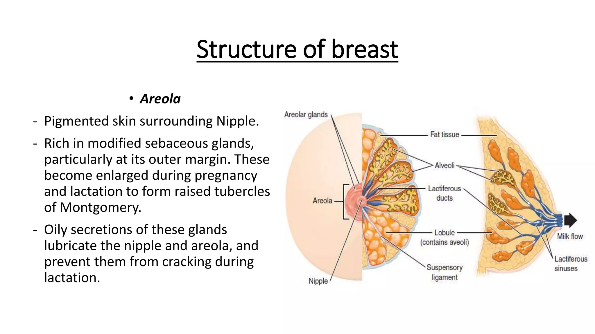 Structure of breast
• Areola
- Pigmented skin surrounding Nipple.
- Rich in modified sebaceous glands,
particularly at its outer margin. These
become enlarged during pregnancy
and lactation to form raised tubercles
of Montgomery.
- Oily secretions of these glands
lubricate the nipple and areola, and
prevent them from cracking during
lactation.
 