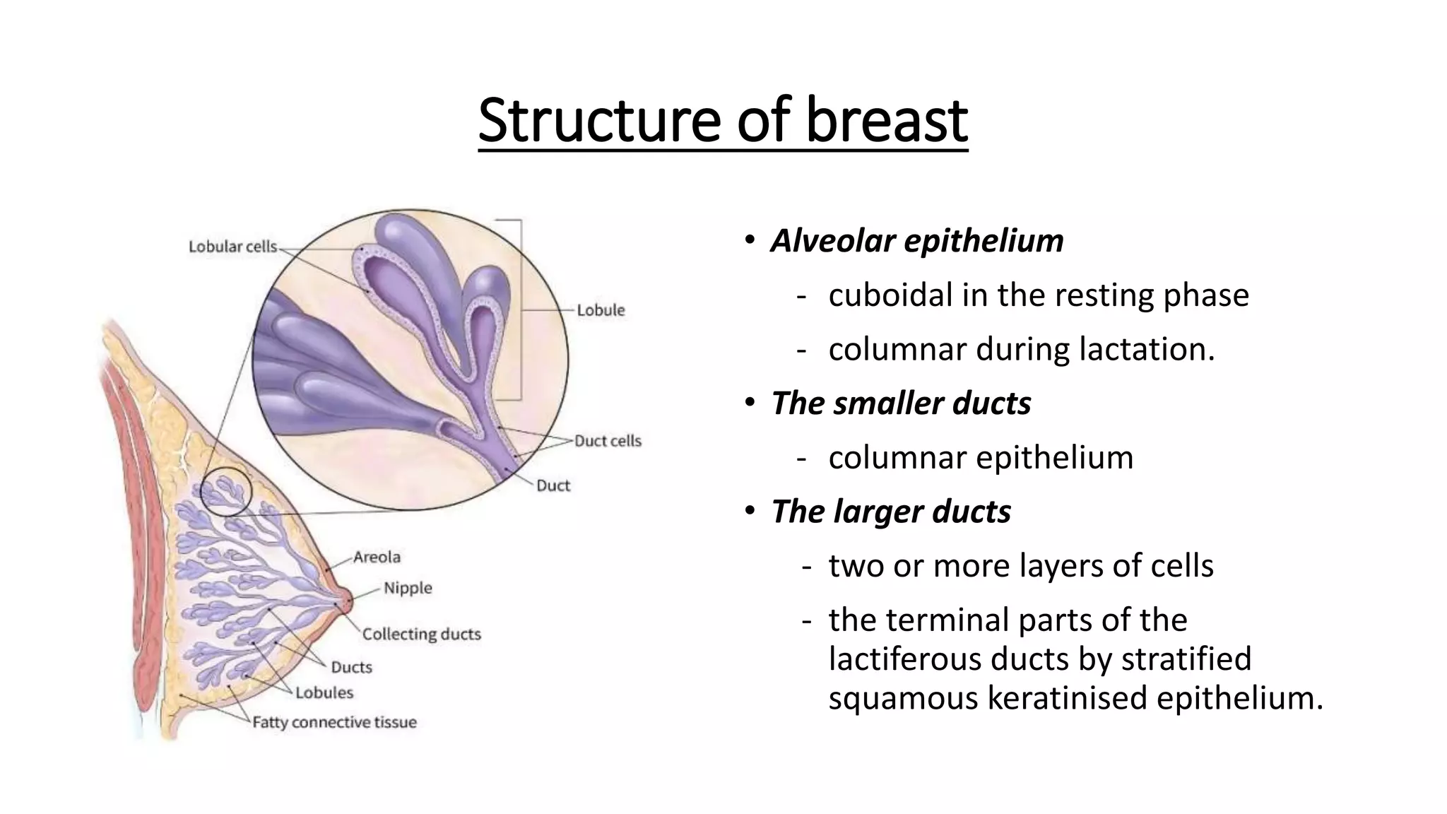Breast Anatomy PPTX