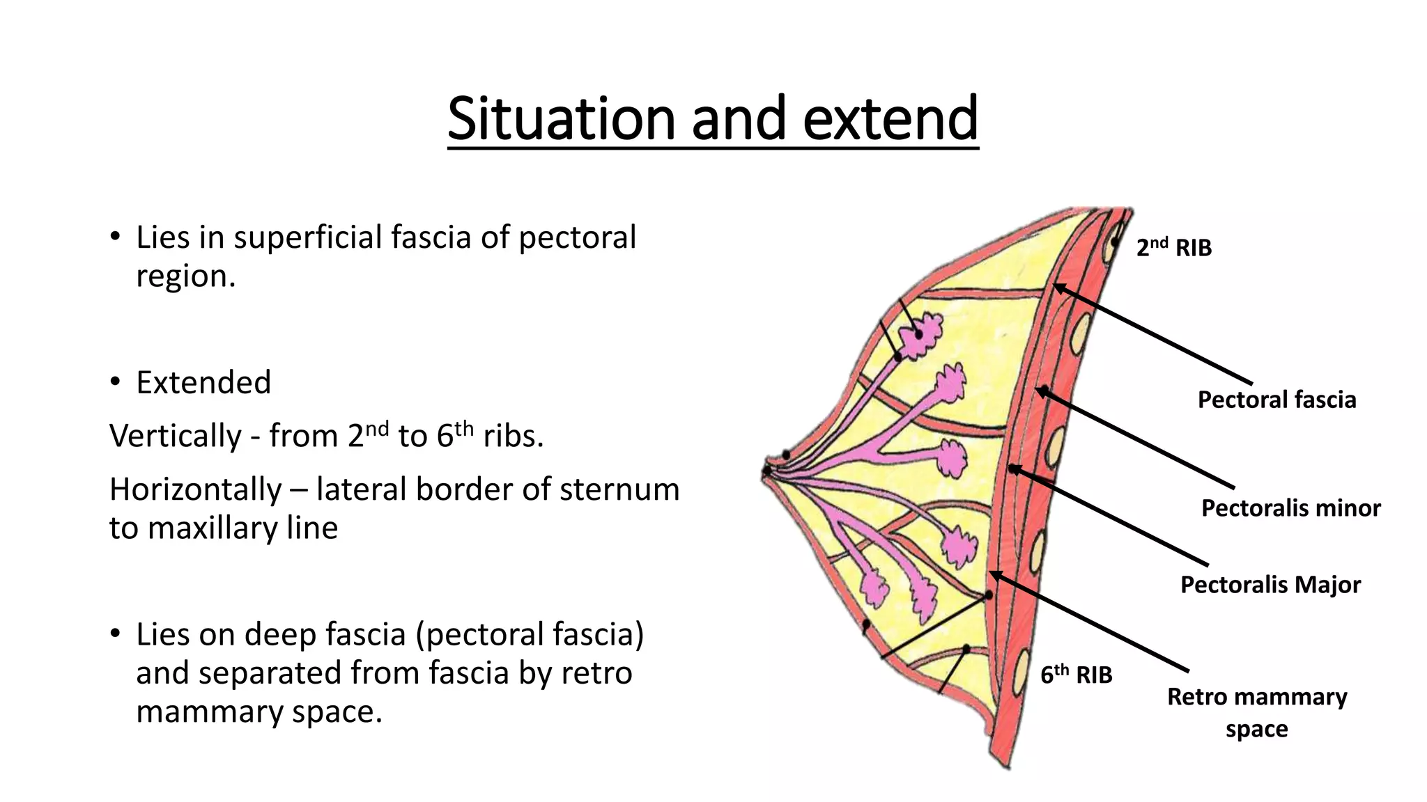 Situation and extend
• Lies in superficial fascia of pectoral
region.
• Extended
Vertically - from 2nd to 6th ribs.
Horizontally – lateral border of sternum
to maxillary line
• Lies on deep fascia (pectoral fascia)
and separated from fascia by retro
mammary space.
2nd RIB
6th RIB
Pectoral fascia
Pectoralis minor
Pectoralis Major
Retro mammary
space
 