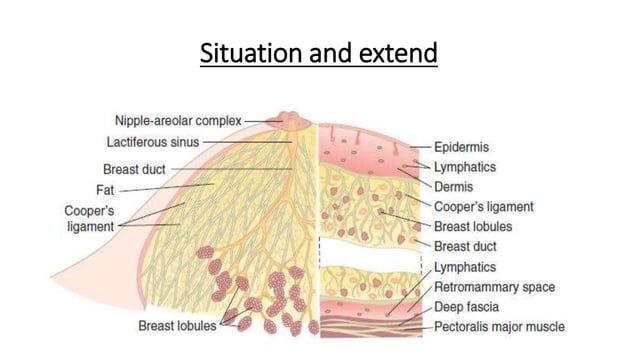 Breast Anatomy PPTX