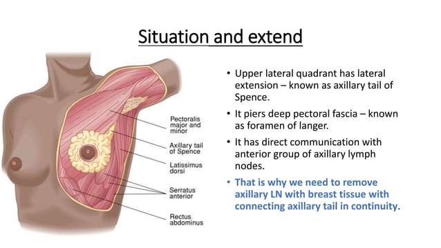 Breast Anatomy PPTX