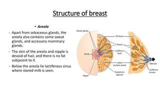 Breast - Wikipedia