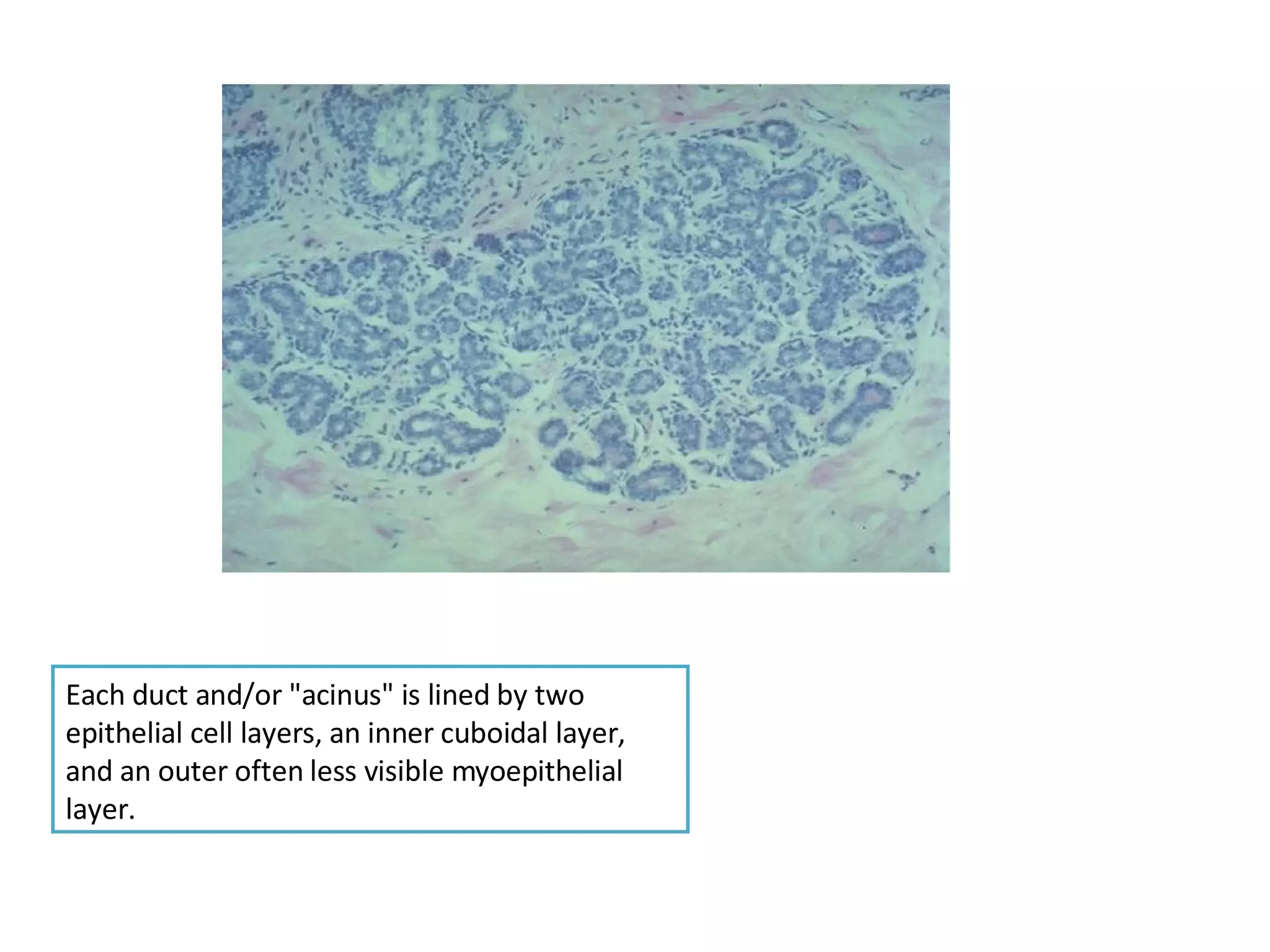 Breast Histology | PPT