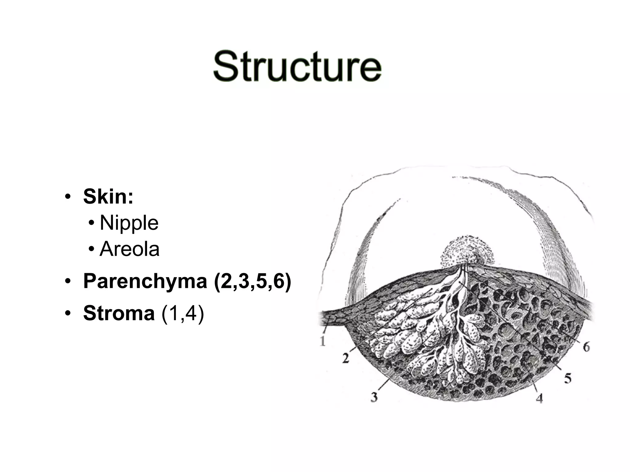 Breast Anatomy PDF