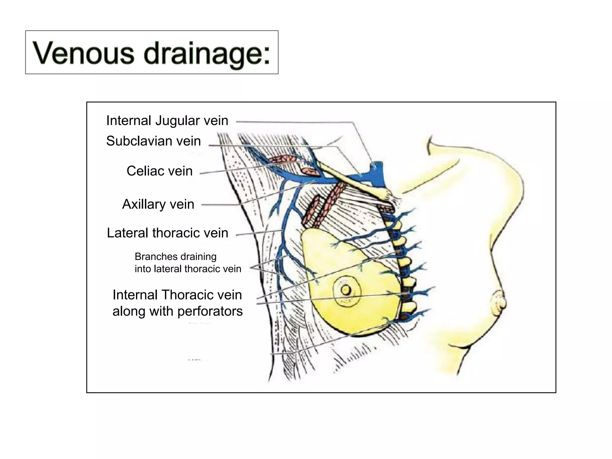 Breast anatomy | PDF