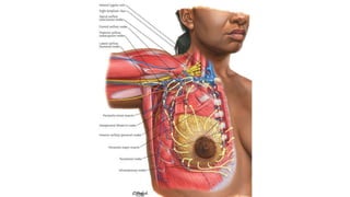 Breast anatomy