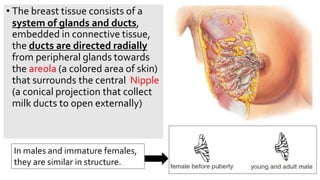 • The breast tissue consists of a
system of glands and ducts,
embedded in connective tissue,
the ducts are directed radially
from peripheral glands towards
the areola (a colored area of skin)
that surrounds the central Nipple
(a conical projection that collect
milk ducts to open externally)
In males and immature females,
they are similar in structure.
 