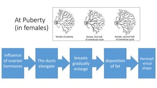 At Puberty
(in females)
Hemisph
-erical
shape
influence
of ovarian
hormones
The ducts
elongate
breasts
gradually
enlarge
deposition
of fat
 