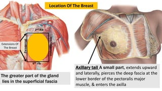 2nd Rib
6th rib
midaxillary
line
Parasternal
Axillary tail A small part, extends upward
and laterally, pierces the deep fascia at the
lower border of the pectoralis major
muscle, & enters the axilla
The greater part of the gland
lies in the superficial fascia
Extensions Of
The Breast
Location Of The Breast
 