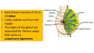 • Each breast consists of 15 to
20 lobes
• Lobes radiate out from the
nipple
• The lobes of the gland are
separated by fibrous septa
that serve as:
suspensory ligaments
 