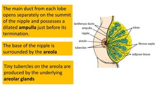 Tiny tubercles on the areola are
produced by the underlying
areolar glands
The main duct from each lobe
opens separately on the summit
of the nipple and possesses a
dilated ampulla just before its
termination.
The base of the nipple is
surrounded by the areola
 