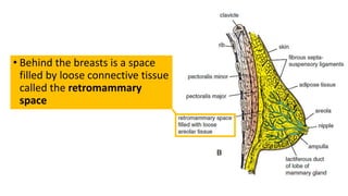 • Behind the breasts is a space
filled by loose connective tissue
called the retromammary
space
 