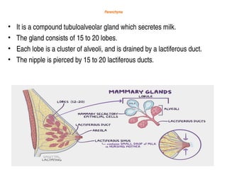 Parenchyma
• It is a compound tubuloalveolar gland which secretes milk.
• The gland consists of 15 to 20 lobes.
• Each lobe is a cluster of alveoli, and is drained by a lactiferous duct.
• The nipple is pierced by 15 to 20 lactiferous ducts.
 