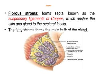 Stroma
• Fibrous stroma: forms septa, known as the
suspensory ligaments of Cooper, which anchor the
skin and gland to the pectoral fascia.
• The fatty stroma forms the main bulk of the gland.
 