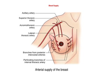 Blood Supply
Arterial supply of the breast
 