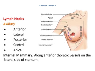 LYMPHATIC DRAINAGE
Lymph Nodes
Axillary
• Anterior
• Lateral
• Posterior
• Central
• Apical
Internal Mammary: Along anterior thoracic vessels on the
lateral side of sternum.
 