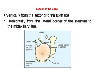 Extent of the Base
• Vertically from the second to the sixth ribs.
• Horizontally from the lateral border of the sternum to
the midaxillary line.
 