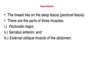 Deep Relations
• The breast lies on the deep fascia (pectoral fascia)
• There are the parts of three muscles:
i.) Pectoralis major,
ii.) Serratus anterior, and
iii.) External oblique muscle of the abdomen.
 