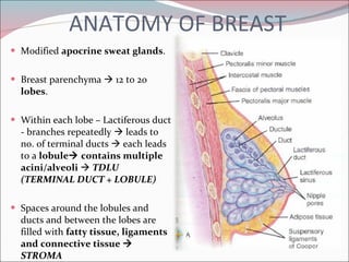 ANATOMY OF BREAST Modified  apocrine sweat glands . Breast parenchyma    12 to 20  lobes . Within each lobe – Lactiferous duct - branches repeatedly    leads to no. of terminal ducts    each leads to a  lobule   contains multiple acini/alveoli     TDLU  (TERMINAL DUCT + LOBULE) Spaces around the lobules and ducts and between the lobes are filled with  fatty tissue, ligaments and connective tissue      STROMA 