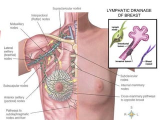 LYMPHATIC DRAINAGE OF BREAST 
