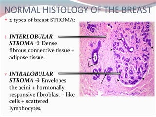 NORMAL HISTOLOGY OF THE BREAST 2 types of breast STROMA: INTERLOBULAR STROMA    Dense fibrous connective tissue + adipose tissue. INTRALOBULAR STROMA    Envelopes the acini + hormonally responsive fibroblast – like cells + scattered lymphocytes. 
