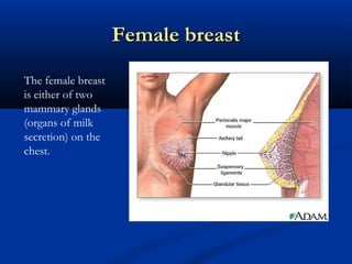Female breastFemale breast
The female breast
is either of two
mammary glands
(organs of milk
secretion) on the
chest.
 
