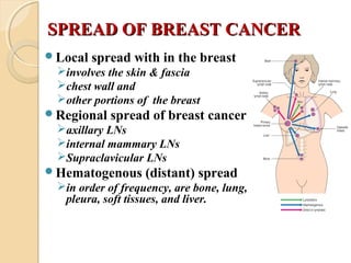 SPREAD OF BREAST CANCERSPREAD OF BREAST CANCER
Local spread with in the breast
involves the skin & fascia
chest wall and
other portions of the breast
Regional spread of breast cancer
axillary LNs
internal mammary LNs
Supraclavicular LNs
Hematogenous (distant) spread
in order of frequency, are bone, lung,
pleura, soft tissues, and liver.
 