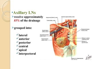 •Axillary LNs
receive approximately
85% of the drainage
grouped into:
lateral
anterior
posterior
central
apical
interpectoral
 